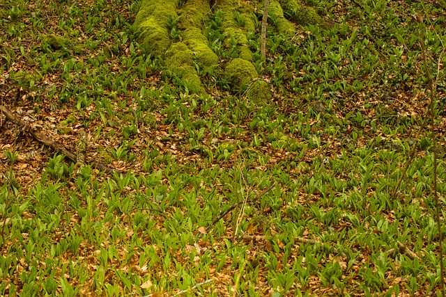 3월 파종작물&amp;#44; 심는작물 총정리