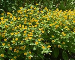 멜람포디움 이미지 사진