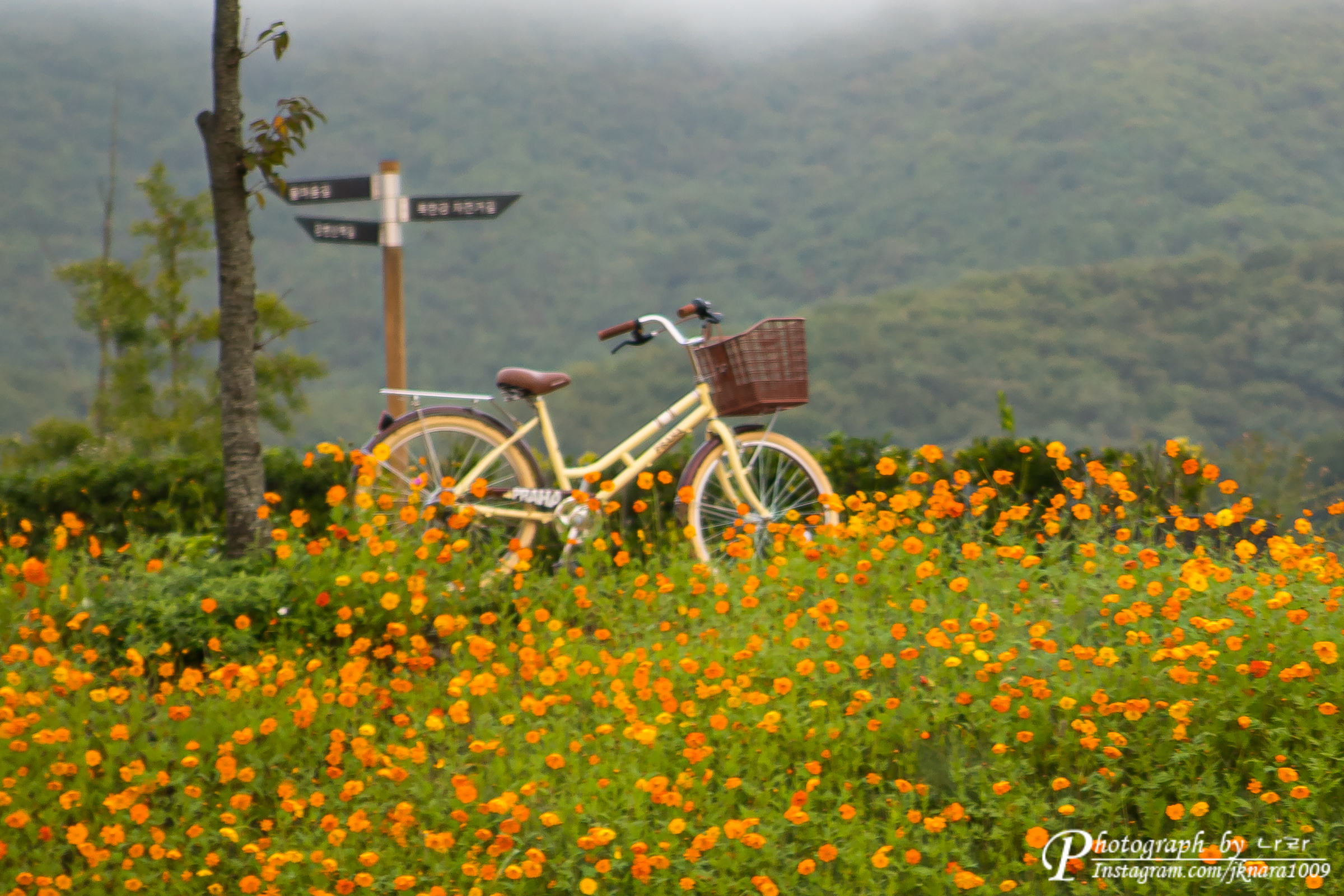 자전거와 황화코스모스