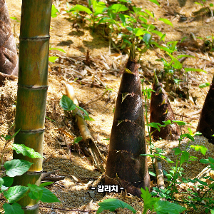 대나무 죽순 효능