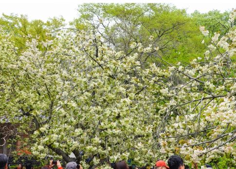 평택 벚꽃 명소