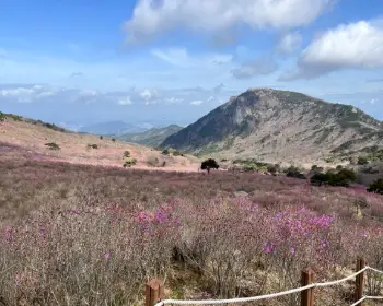 비슬산 참꽃축제_11