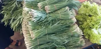 텃밭 부추 쪽파 재배 다년생 관리 수확주기 웃거름 월동_14