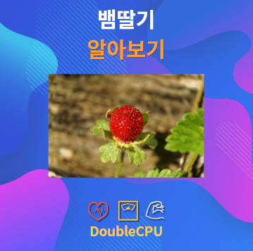 뱀딸기 알아보기