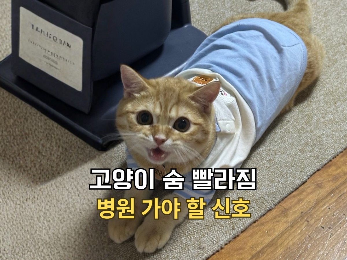 고양이 숨 빨라짐 병원 가야 할 신호 글의 썸네일. 하늘색 옷을 입고 입을 살짝 벌린 채 카메라를 쳐다보는 치즈 고양이 뽀리.