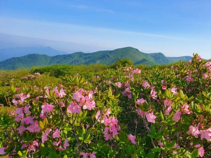 [5월 봄꽃 축제]2025 영주 소백산 철쭉제❘기본 정보, 프로그램, 개화상황 정리