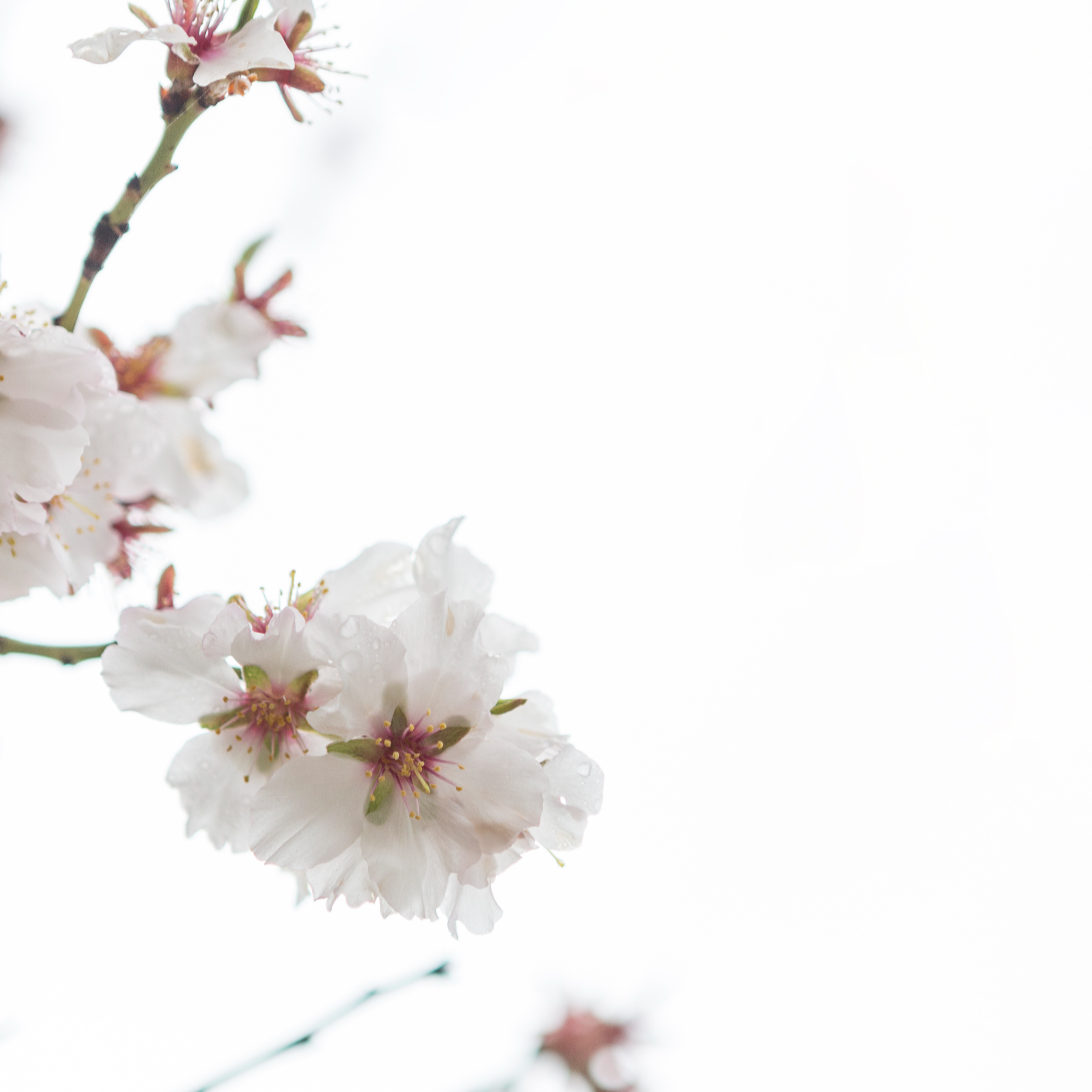 전주한옥마을 봄꽃축제