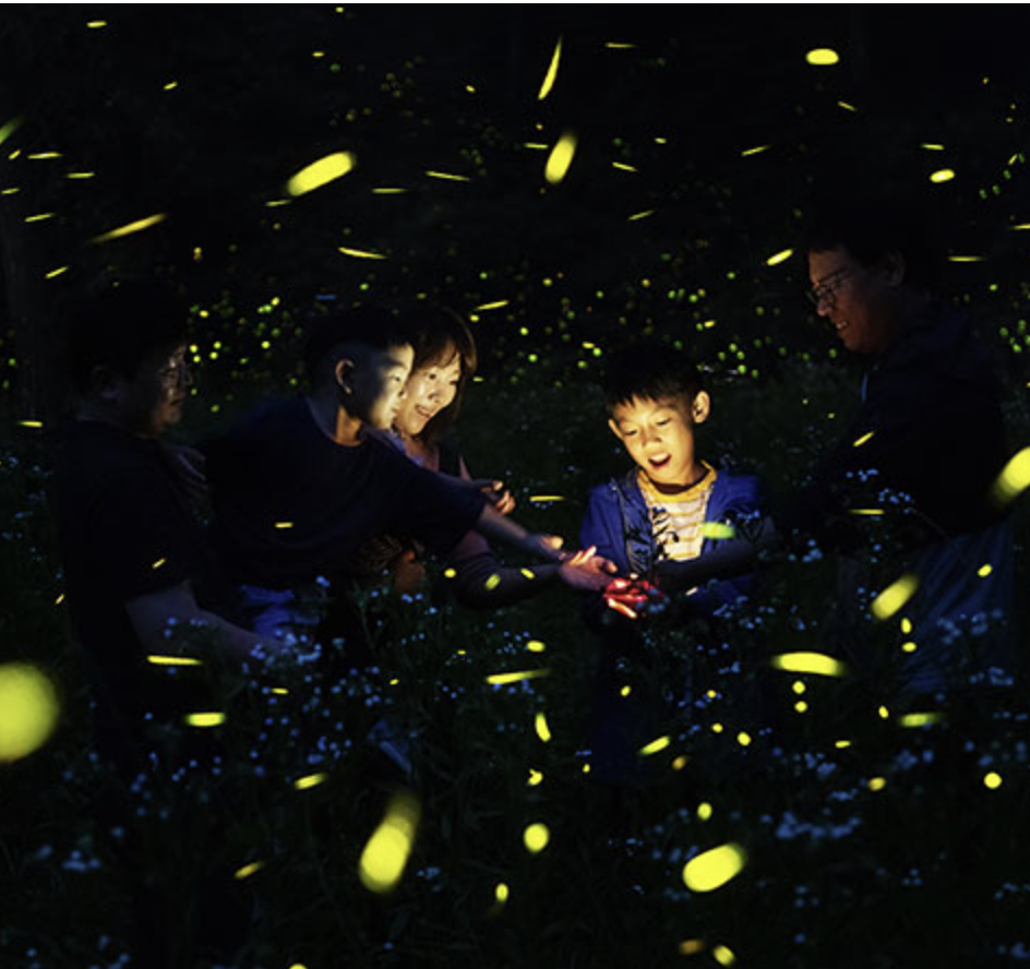 무주 반딧불축제