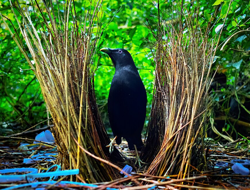 bower bird
