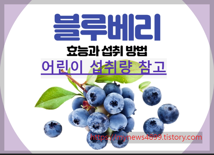 블루베리사진