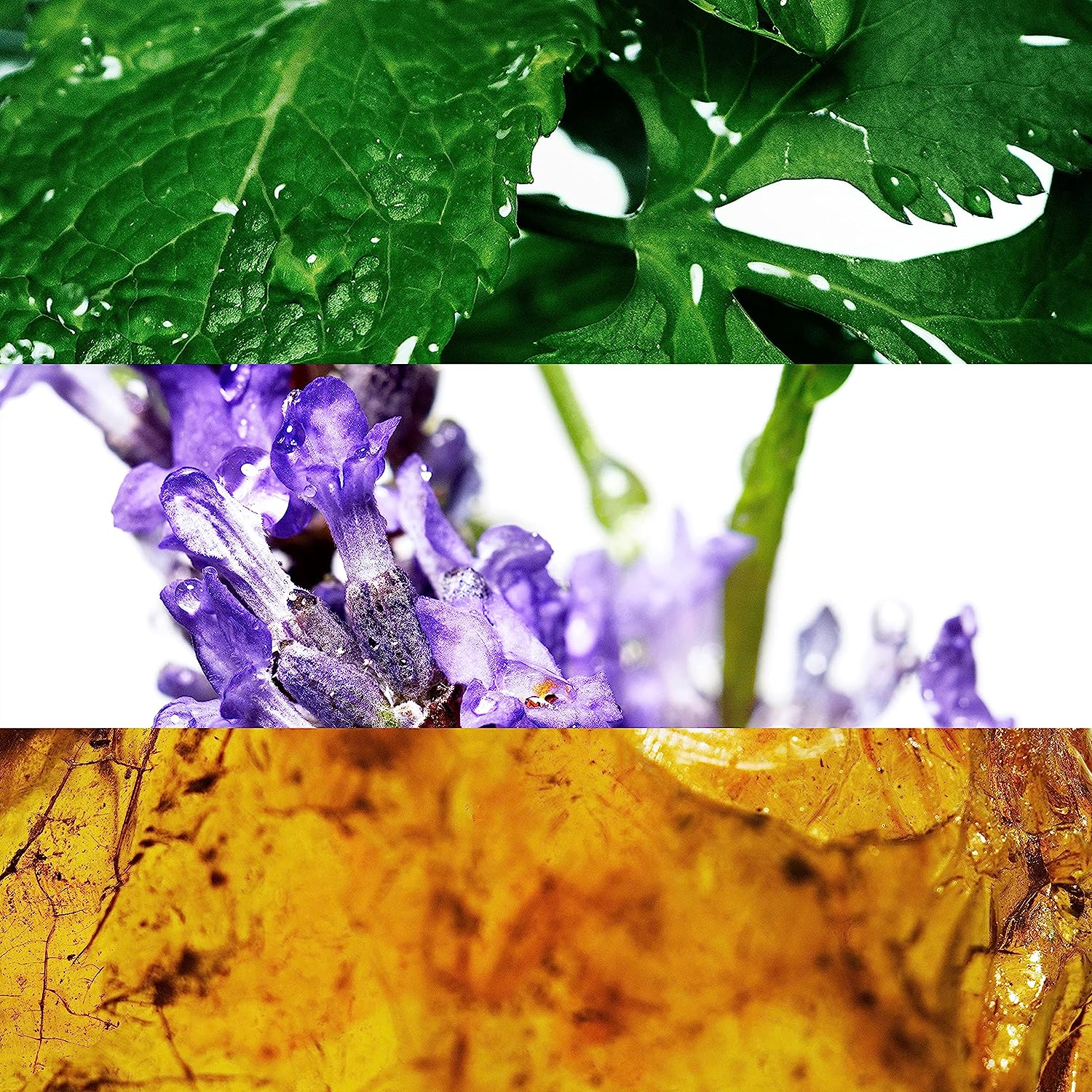 alt="다비도프향수"