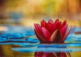 꽃 꿈해몽 67가지