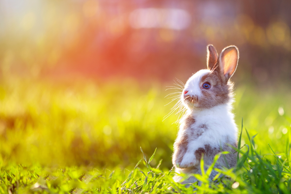 2025년 복삼재띠