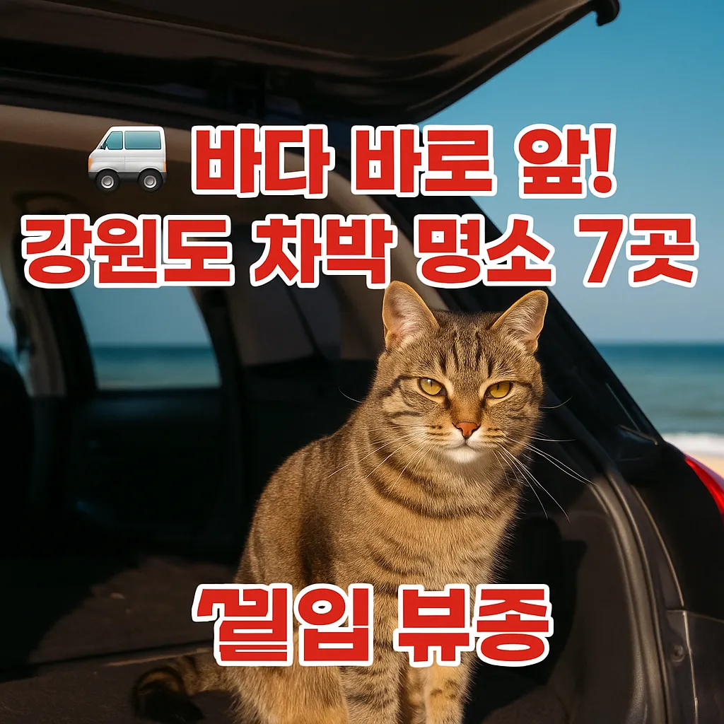 강원도 차박, 해변 차박지 강원도 해변의 차량 트렁크 위에 앉아 있는 고양이