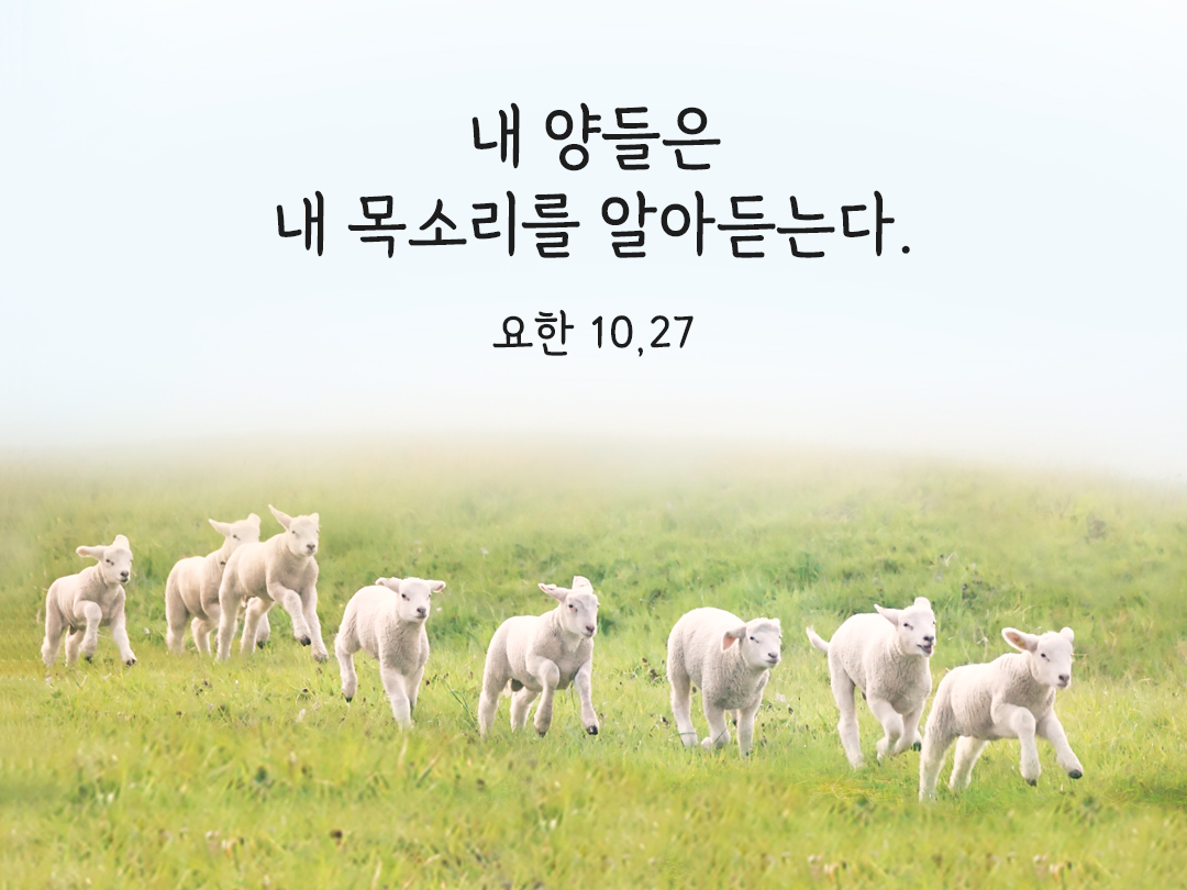 내 양들은 내 목소리를 알아듣는다. 나는 그들을 알고 그들은 나를 따른다. (요한 10&#44;27)