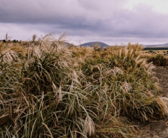 제주도 비행기표 저럼하게 구입하기