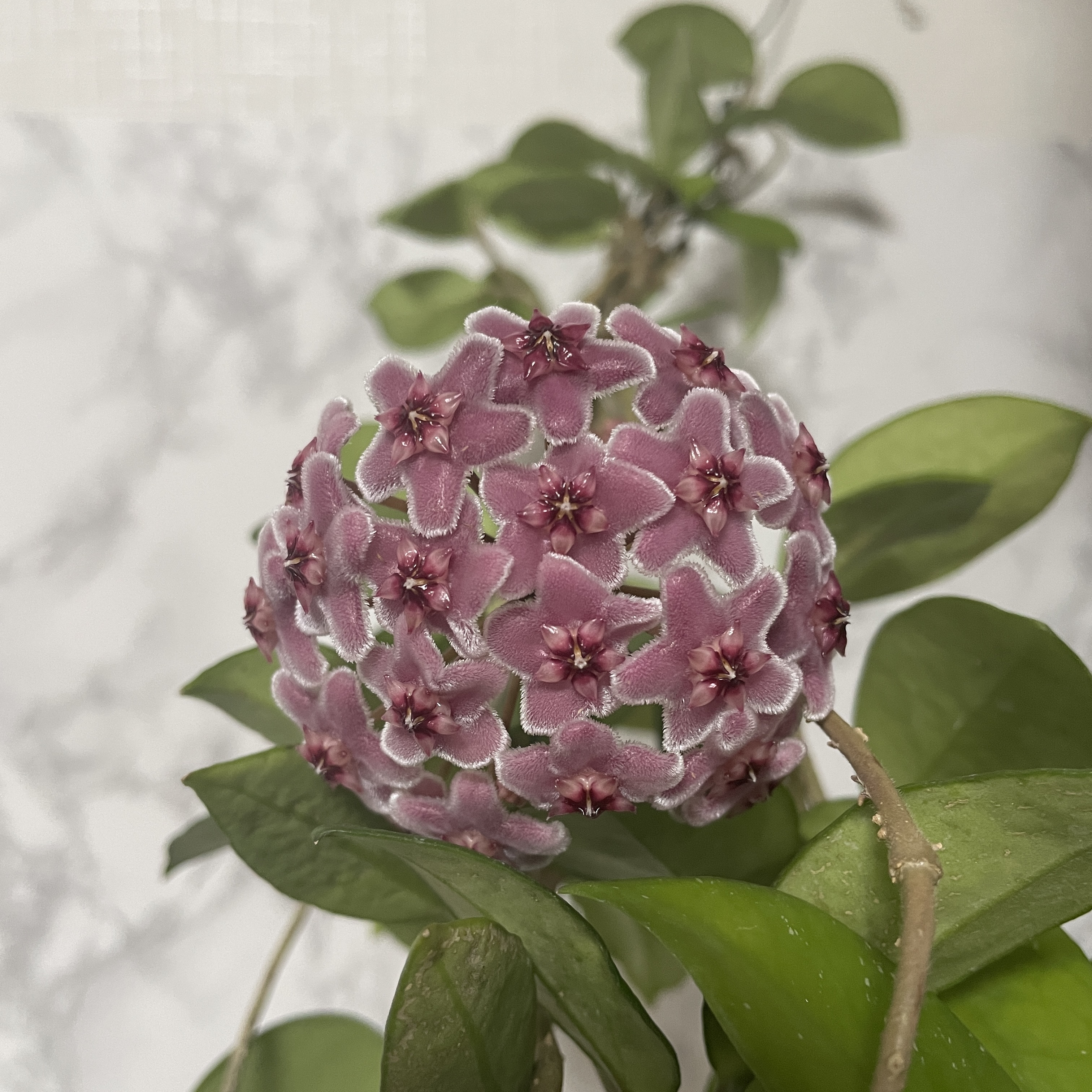 호야 카노사 걸이 키우기 공기정화식물 공중걸이 화분