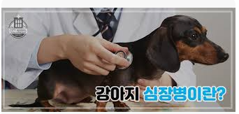강아지 심장병 어떻게 관리 하나요?