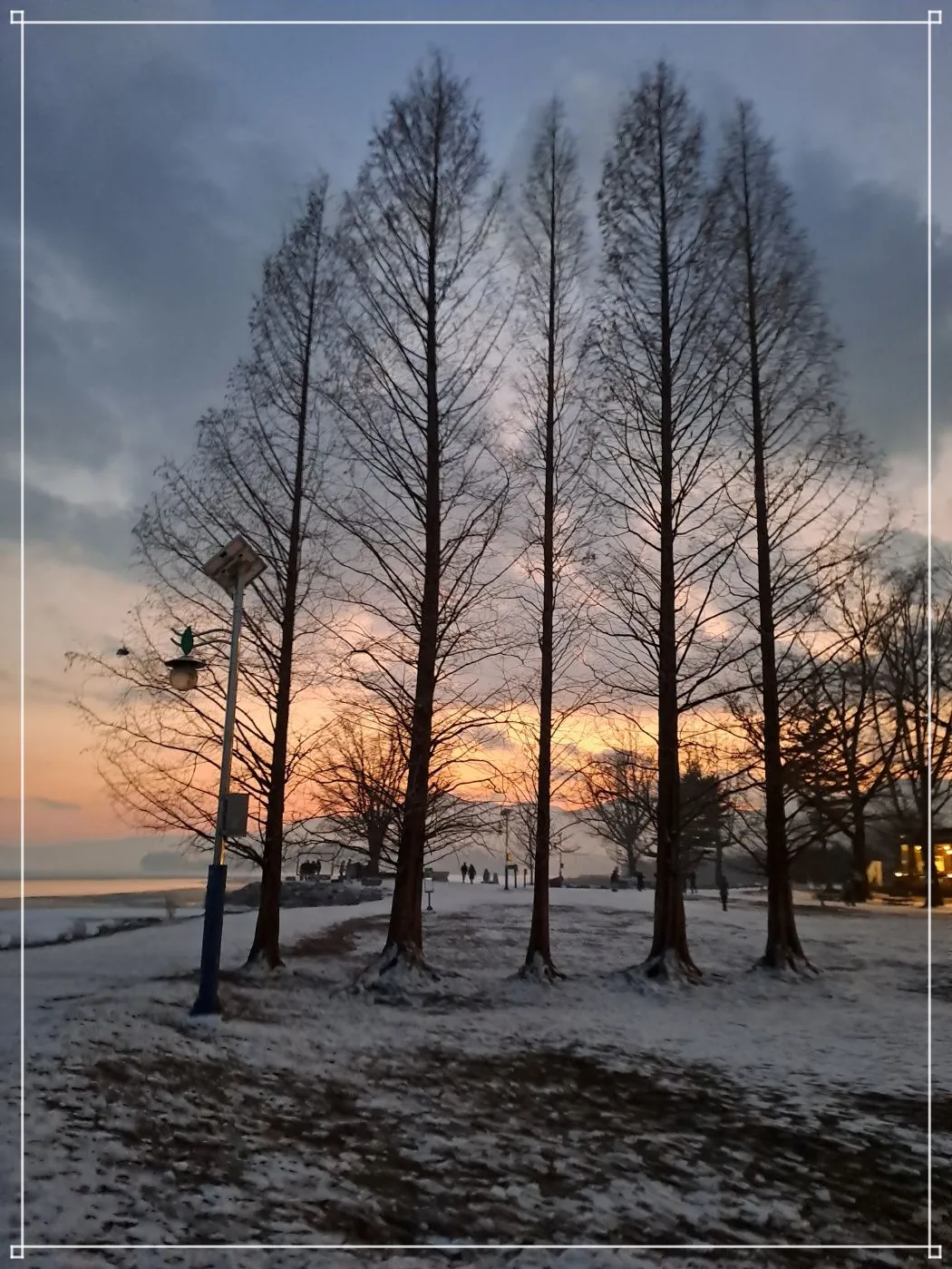 두물머리-메타세콰이어