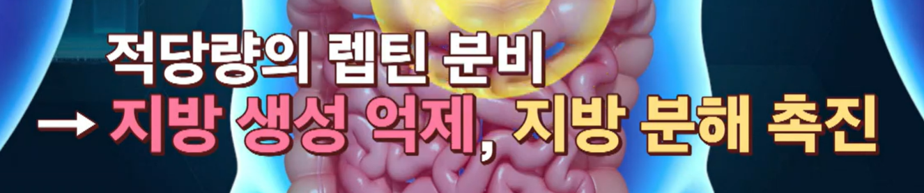 bnr17 유산균 효능