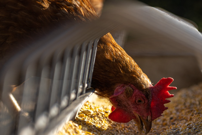 2023년 닭띠운세