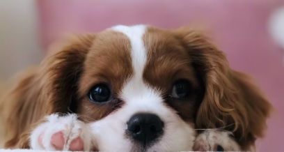 강아지 딸꾹질 구토