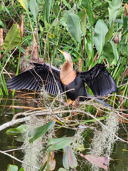 A heron with upright wings