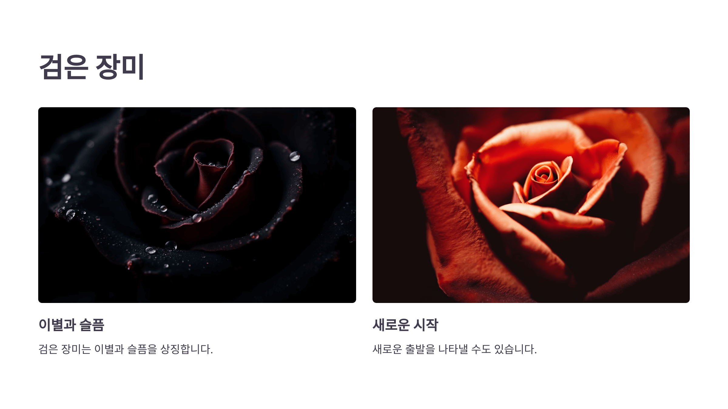 장미 사진입니다.