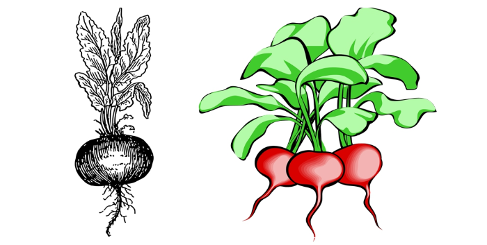 비트 먹는 방법