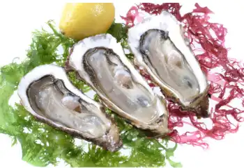 통영굴 직거래 가격, 효능 및 영양성분 부작용