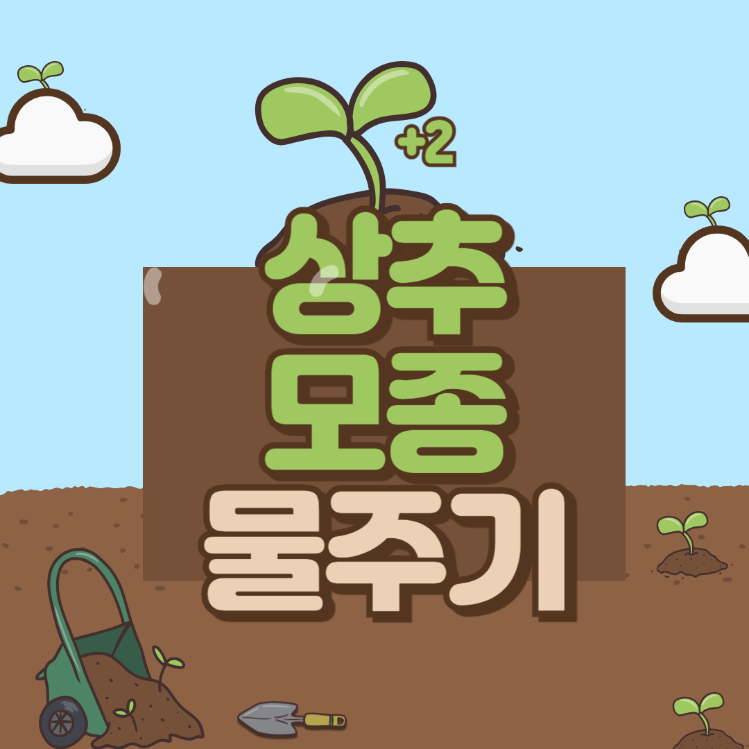상추 모종 물주기