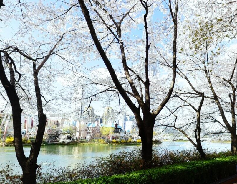 2025년 벚꽃 개화 시기 예측 및 전국 벚꽃 명소 추천: 사진 명당 주차 가는법