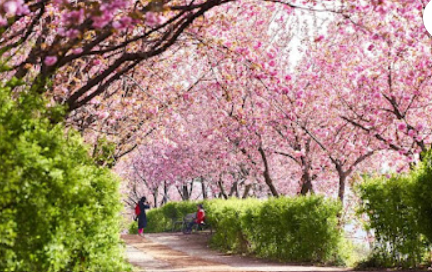 전주한옥마을 봄꽃축제(7)