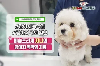 강아지 복막염 원인과 치료 방법_5