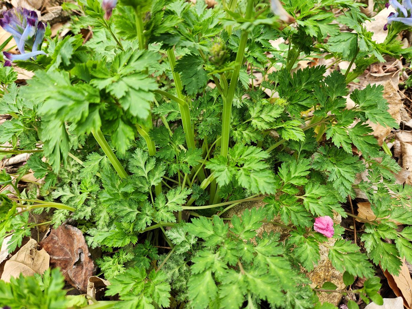 자주괴불주머니