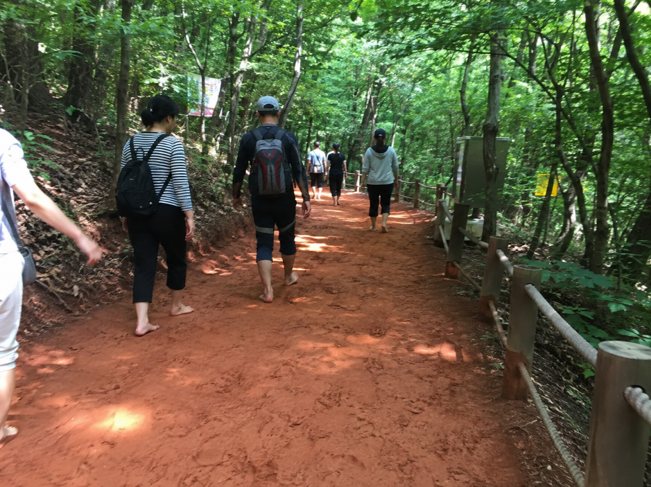 대전 계족산 황톳길 붉은 황토가 깔린 숲길과 맨발 산책 풍경
