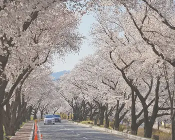 경주벚꽃축제_13