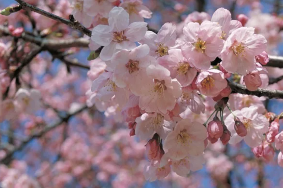 도쿄 벚꽃 명소 추천 top10 (2025년)