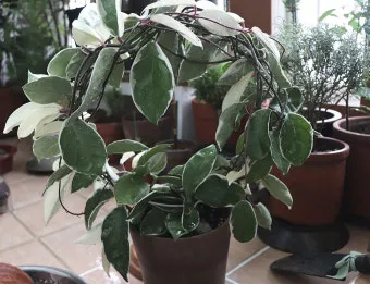 호야 키우기 꽃피우기 번식법 알고 물주기_2