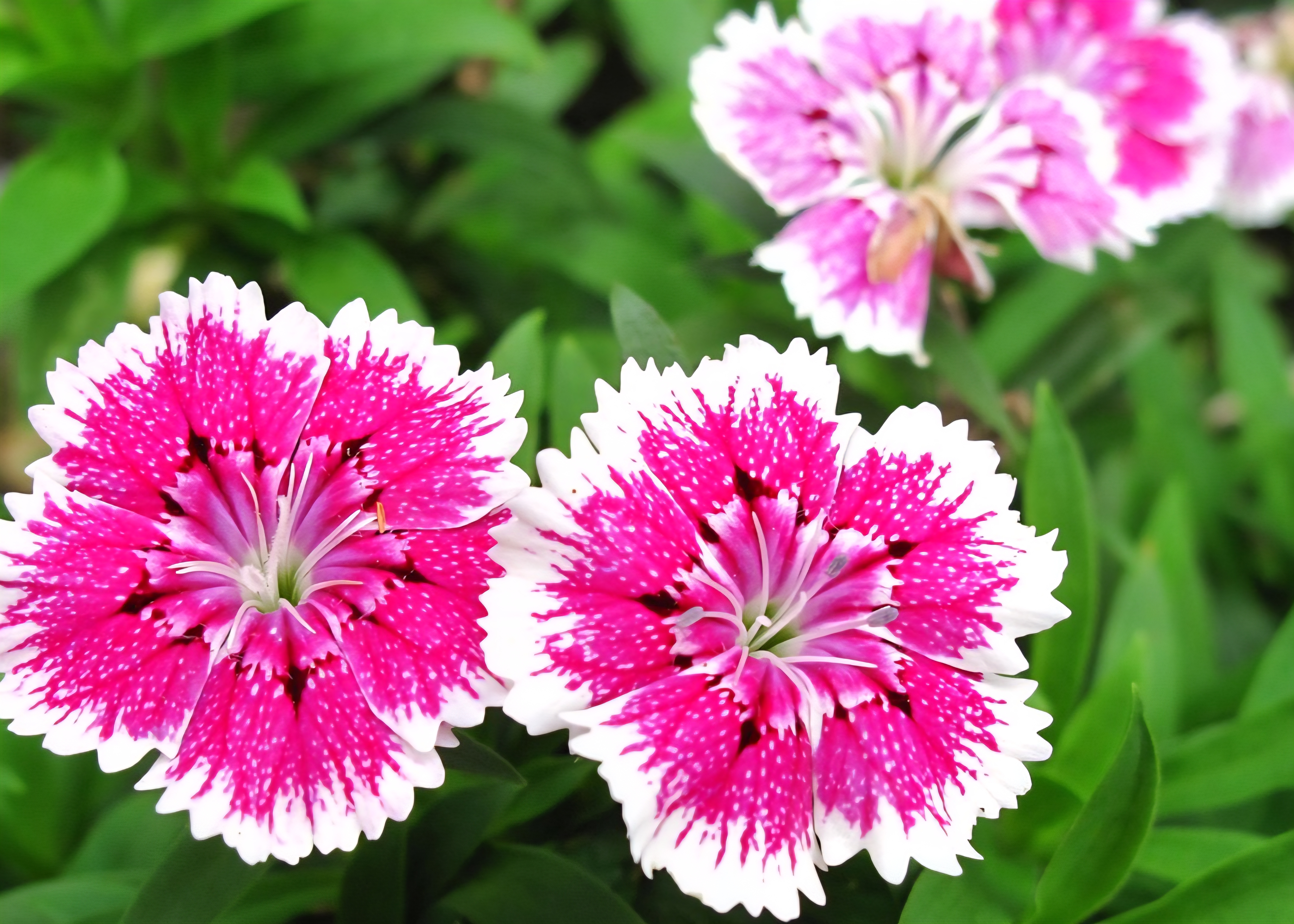 정원에서 자라는 분홍색 패랭이꽃