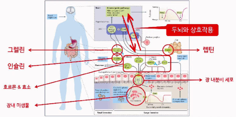 미생물의 비율에 따른 인간의 식용조절