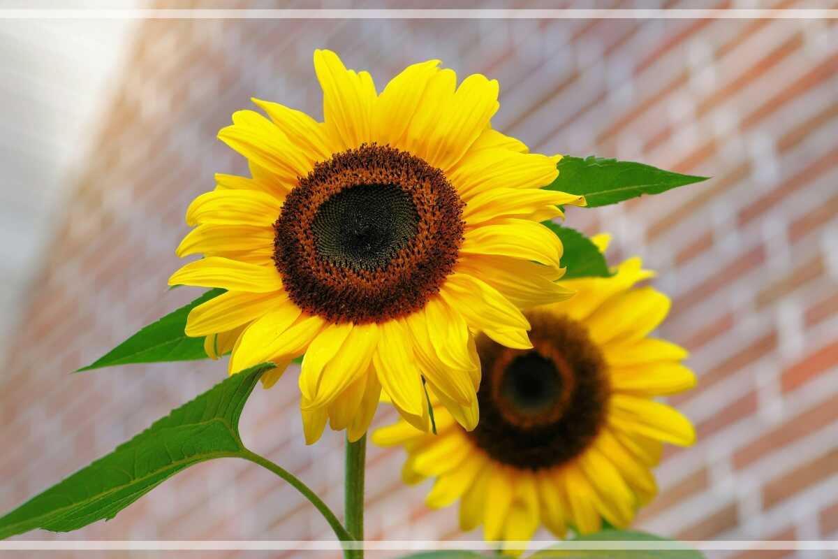 40대 추천 전문 직업 (코치, 강사, 컨설턴트) 관련 사진