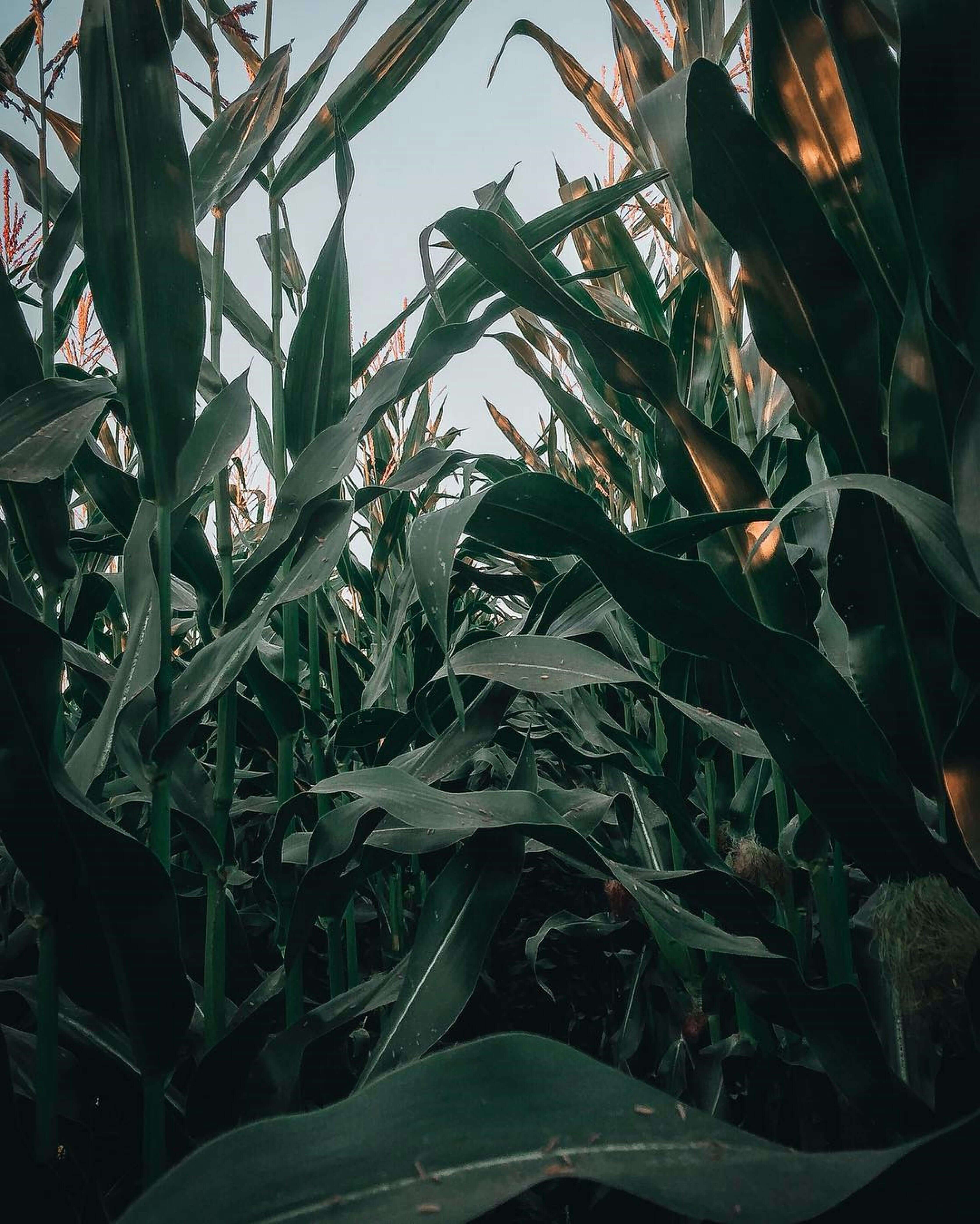 초당-옥수수-효능-삶는법-보관법-한번에-알아보기