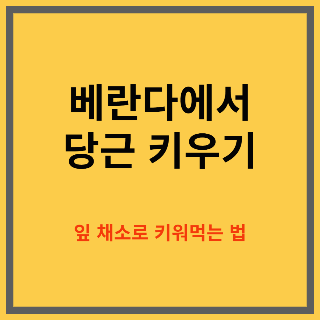 베란다에서 당근 키우기|잎 채소로 키워먹는 법