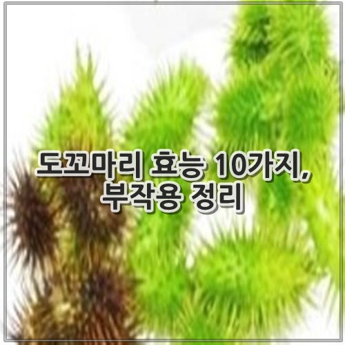 도꼬마리 효능 10가지, 부작용 정리