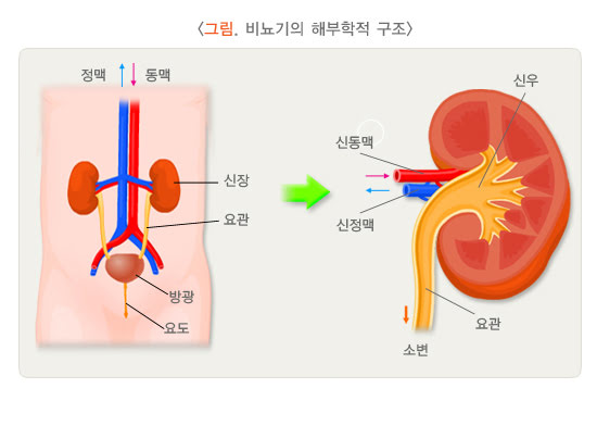 비뇨기 구조