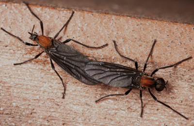 러브버그(Lovebug)