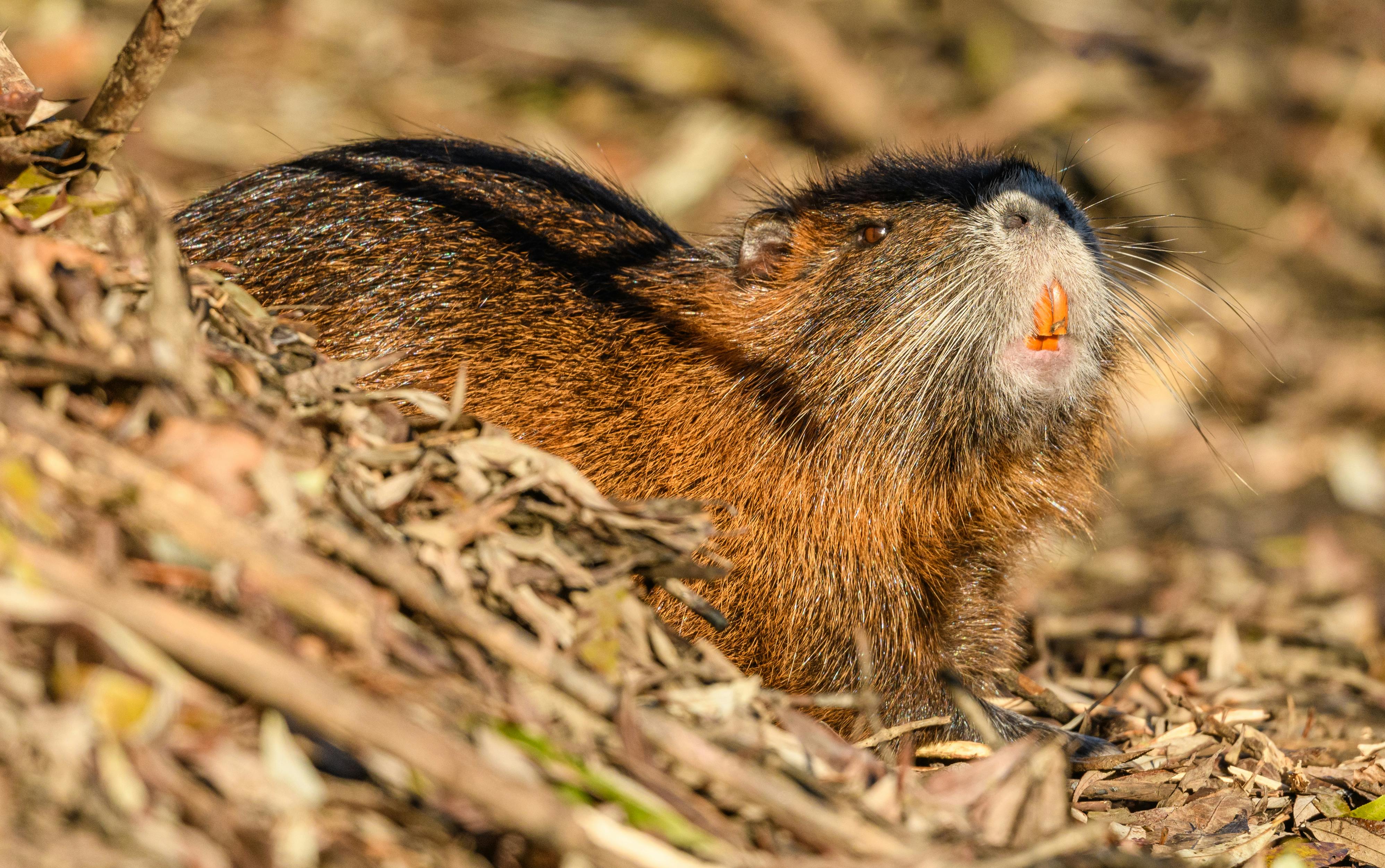 뉴트리아 포상금
