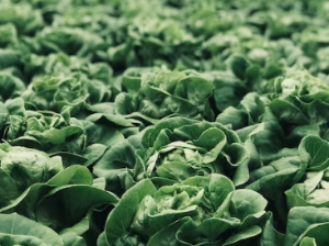 녹내장의 좋은 음식