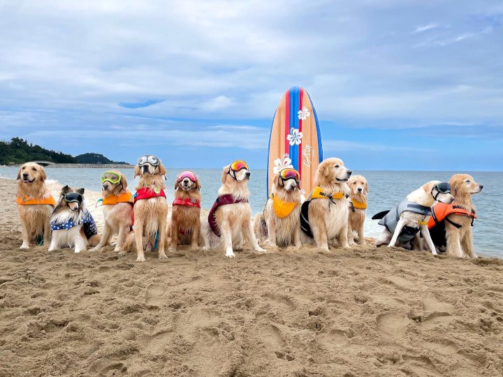 전국 반려견 동반 가을 산책 &amp; 캠핑 명소 BEST 3